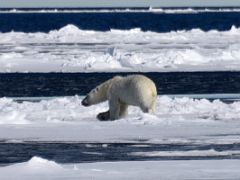 08B A Polar Bear At The Floe Edge On Day 4 Of Floe Edge Adventure Nunavut Canada
